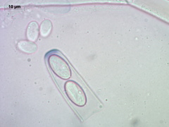 Peziza domiciliana