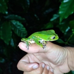 Phyllomedusa burmeisteri