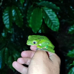 Phyllomedusa burmeisteri