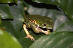 Phyllomedusa burmeisteri