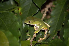 Phyllomedusa burmeisteri