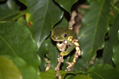 Phyllomedusa burmeisteri