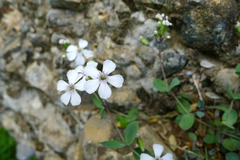 Petrocoptis hispanica