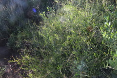 Osteospermum ciliatum