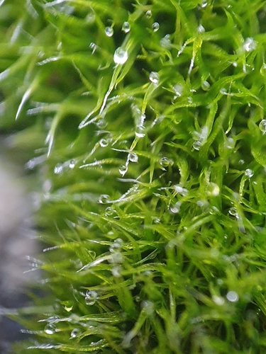 Image of Grimmia trichophylla by no rights reserved