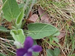 Viola fimbriatula