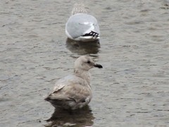 Larus glaucescens
