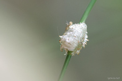 Mayetiola graminis