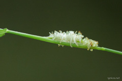 Mayetiola graminis