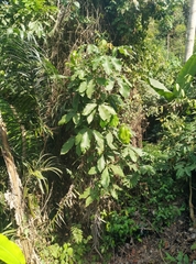 Blighia sapida