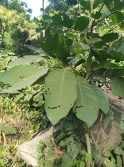 Blighia sapida