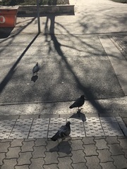 Columba livia domestica