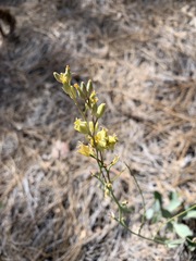 Streptanthus bernardinus