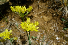 Allium moly