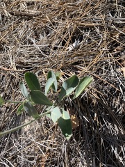 Streptanthus bernardinus