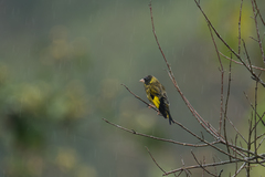 Chloris ambigua ambigua