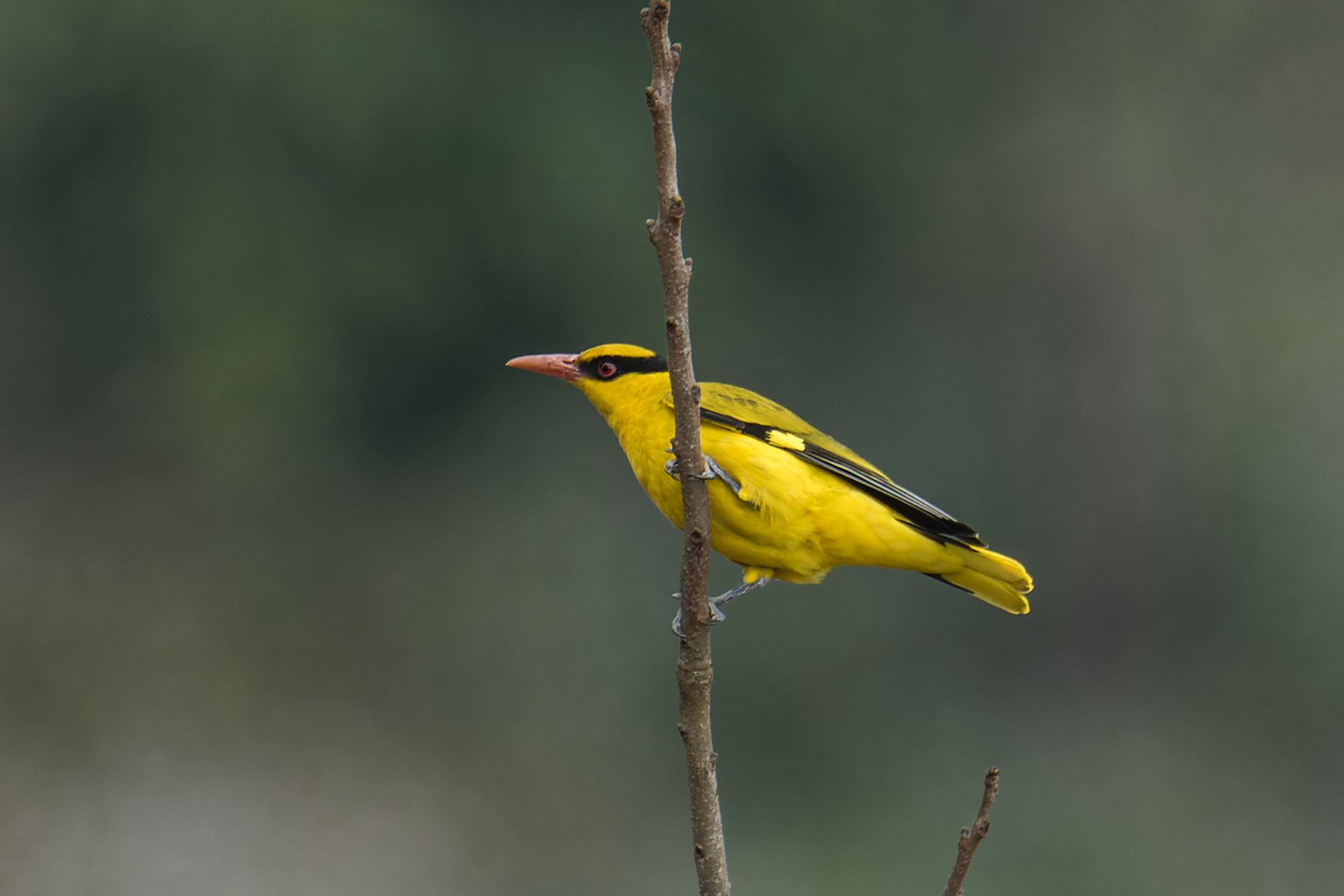 Slender-billed Oriole
