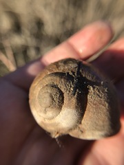 Gastropoda