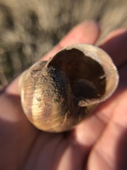 Gastropoda