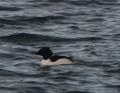 Mergus merganser