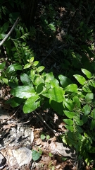 Lithospermum helleri