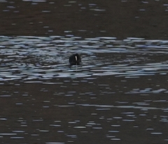 Fulica atra
