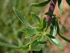 Tetraselago longituba