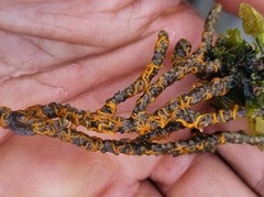 Ophiothela mirabilis