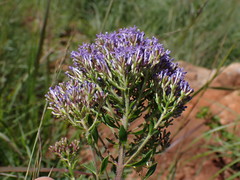 Tetraselago longituba