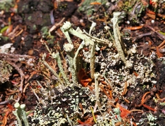 Cladonia sulphurina