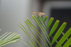 Spicauda simplicius