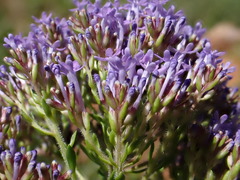 Tetraselago longituba