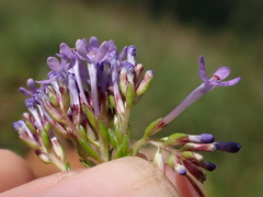 Tetraselago longituba