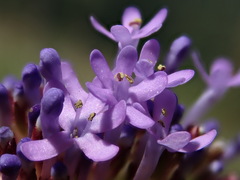 Tetraselago longituba