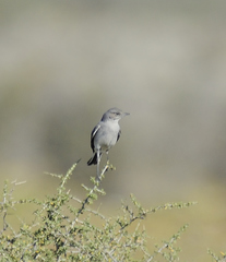 Emarginata tractrac