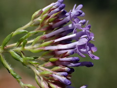 Tetraselago longituba