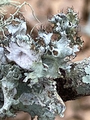 Parmotrema subrigidum