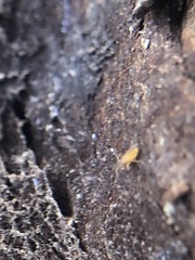 Collembola
