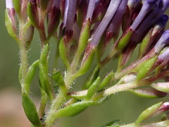 Tetraselago longituba