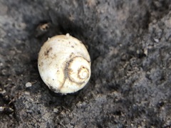 Lithoglyphus naticoides