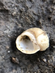 Lithoglyphus naticoides