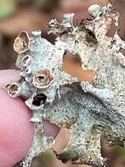 Parmotrema subrigidum