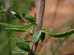 Tetraselago longituba