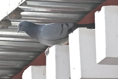 Columba rupestris