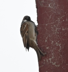 Passer montanus