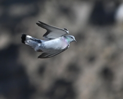 Columba rupestris
