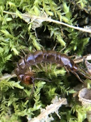 Lithobius forficatus
