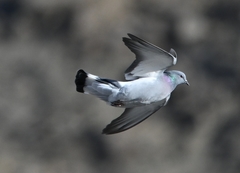 Columba rupestris