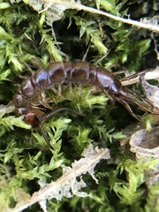 Lithobius forficatus