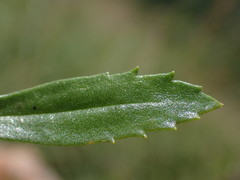 Tetraselago longituba